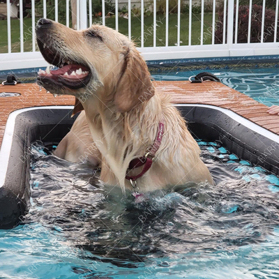 Animales inflables no resbaladizos mascotas plegables plancha de cachorro rampa de mascotas flotante en la plataforma de muelle de agua para mascotas